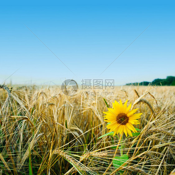 黄色字段生产稻草培育小麦天空向日葵农场大麦种子农业图片