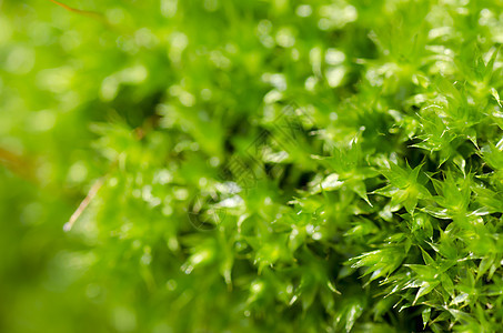 绿绿色的新鲜树苗地衣植物叶子潮湿墙纸植物群岩石装饰场地公园图片