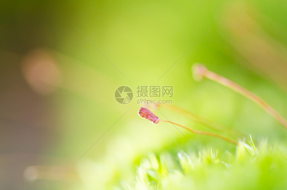 绿绿色的新鲜树苗生长草地潮湿地球苔藓植物群沼泽叶子墙纸花园图片