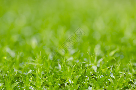 绿绿色的新鲜树苗苔藓植物群草地公园花园装饰森林地球岩石墙纸图片