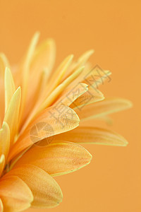 热贝拉菊花黄色花粉植物群季节性工作室花瓣花园格柏橙子花冠图片