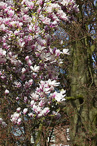 盛开的木兰花树季节果园粉色公园植物花园阳光玫瑰图片
