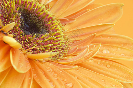 热贝拉菊花花园工作室生长花冠植物花瓣雏菊植物群宏观橙子图片