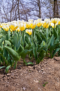 Tulips  雅普根品种栽培公园场地边界花店花瓣叶子季节花园阳光图片