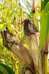 玉米角生长季节作物蔬菜植物食物棒子农业叶子庄稼图片