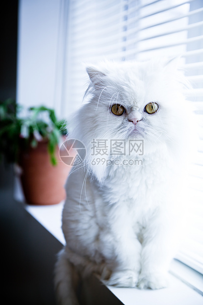 白百日黑猩猩猫小猫毛皮头发猫咪白色猫科动物宠物图片