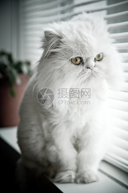 白百日黑猩猩猫白色毛皮头发动物宠物猫咪猫科小猫图片