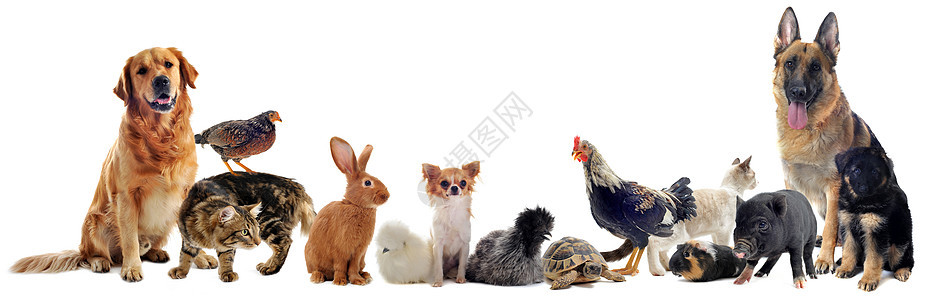 一组宠物动物兔子家禽公鸡农场脚鸡小鸡犬类乌龟工作室图片