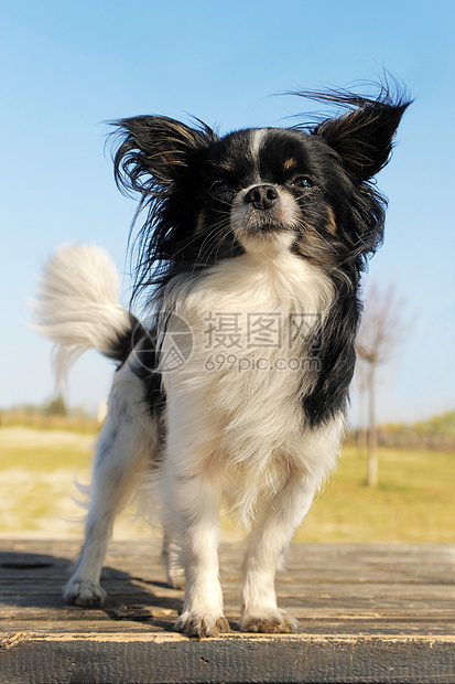 吉瓦华人犬类白色蓝色宠物伴侣动物天空黑色图片