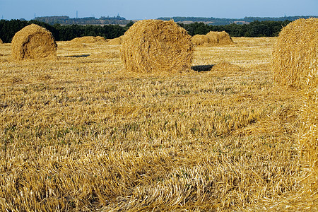 黄色干草堆在纯田地上图片