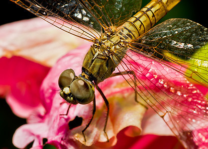 龙形宏环境叶子蜻蜓公园翅膀花园眼睛荒野生物生活图片