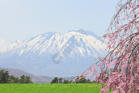 伊瓦特山和樱花花场地天空蓝色绿色太阳季节草原阳光草地图片