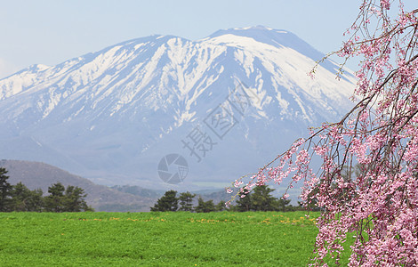 伊瓦特山和樱花花天空阳光场地蓝色季节草地绿色草原图片