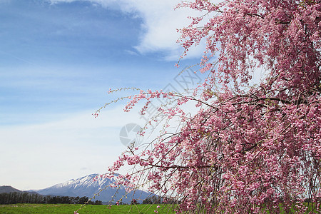 伊瓦特山和樱花花蓝色太阳草地绿色阳光草原天空季节场地图片