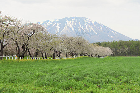 伊瓦特山和樱花花阳光蓝色季节草原场地绿色天空草地太阳图片