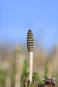 equisetum 静脉植物群马尾荒野植被植物草药木贼草本植物森林绿色图片