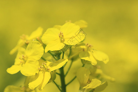 春中盛开的青菜花黄色生长风景种子天空农田蓝色植物场地绿色图片