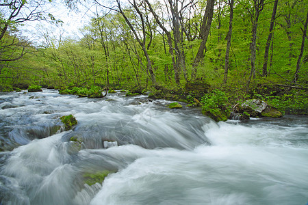 春天的Oirase溪流阳光植被石头力量企流木头自然射线瀑布树干图片