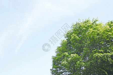 新的绿蓝天空光束叶子树木森林生长太阳阳光图片