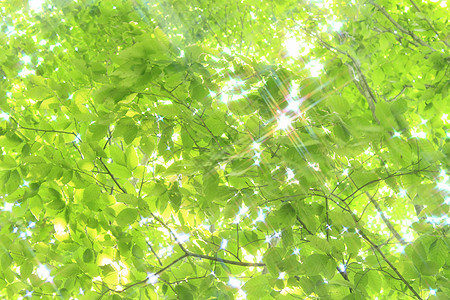 蜜蜂树冠树木森林树叶绿色季节叶子木头图片