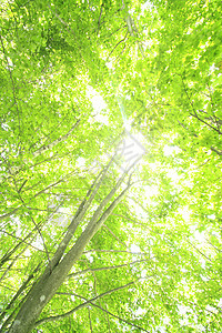 蜜蜂树冠树木绿色森林叶子季节木头树叶图片