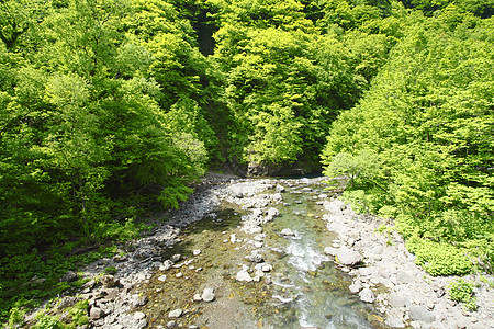 白黑三井世界遗产薪水绿色溪流场景植物森林树林山毛榉图片