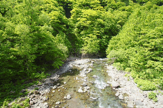 白黑三井世界遗产薪水绿色溪流场景植物森林树林山毛榉图片