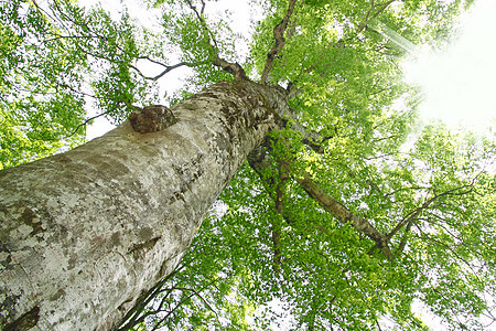 希拉卡米桑奇的母树季节森林世界遗产绿色树木树叶木头叶子图片