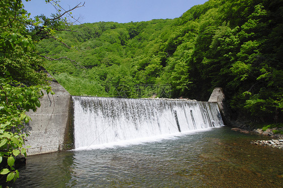 白黑三井植物森林世界遗产绿色场景山毛榉树林薪水溪流图片