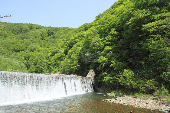 白黑三井森林场景绿色薪水树林溪流世界遗产山毛榉植物图片