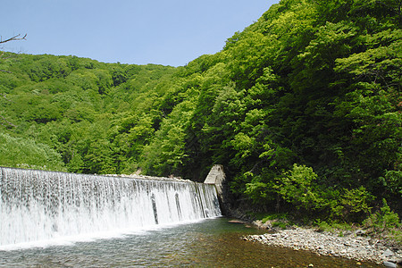 白黑三井森林薪水场景树林山毛榉溪流植物世界遗产绿色图片