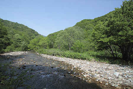 白黑三井树林薪水植物森林山毛榉场景绿色溪流世界遗产图片