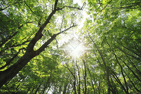 白黑三井树叶木头树木季节森林世界遗产叶子绿色图片