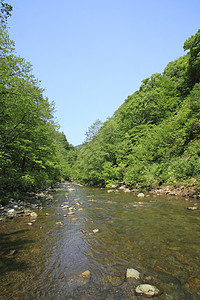 白黑三井绿色场景薪水森林山毛榉树林溪流植物世界遗产高清图片