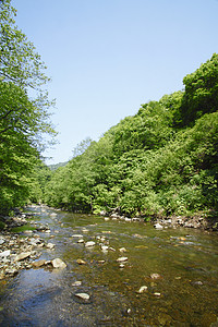 白黑三井山毛榉薪水绿色植物树林世界遗产森林场景溪流高清图片