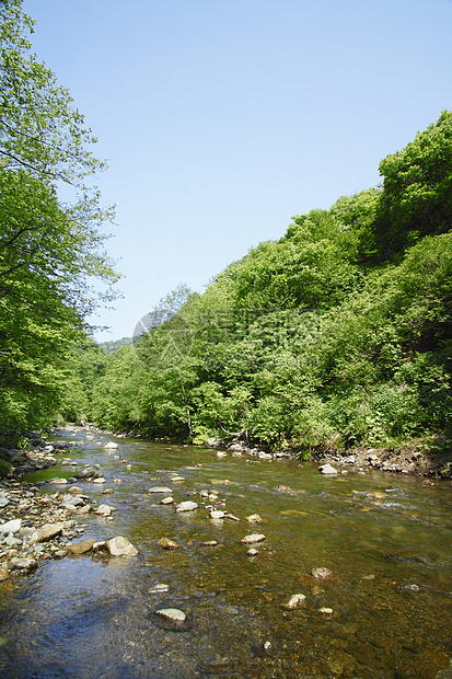 白黑三井山毛榉薪水绿色植物树林世界遗产森林场景溪流图片