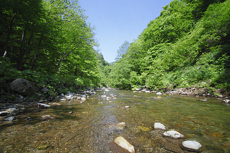 白黑三井溪流场景世界遗产薪水树林绿色森林山毛榉植物高清图片