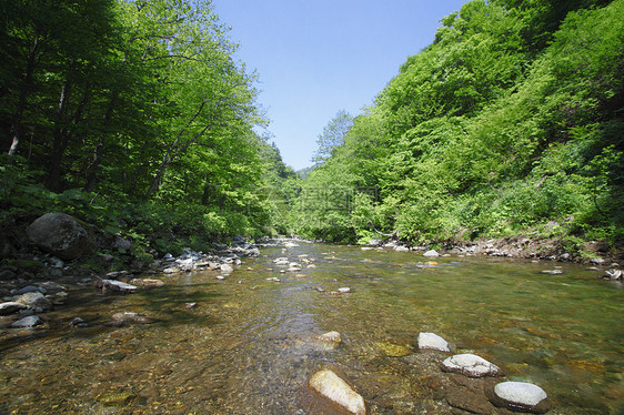 白黑三井溪流场景世界遗产薪水树林绿色森林山毛榉植物图片