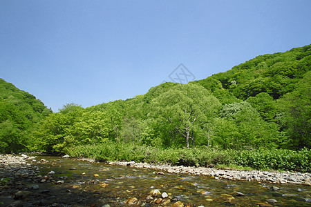 白黑三井植物森林溪流树林绿色山毛榉世界遗产场景薪水图片