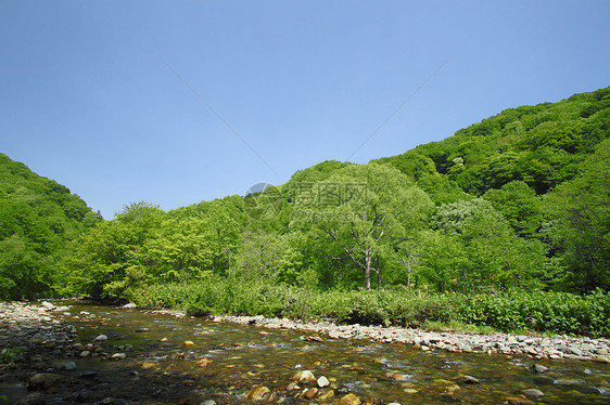 白黑三井植物森林溪流树林绿色山毛榉世界遗产场景薪水图片