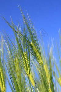 面对蓝天的小麦田生长稻草植物天空水平黄色农场蓝色小麦金子图片