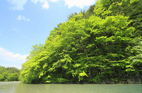 绿绿新河溪流绿色木头石头树木图片