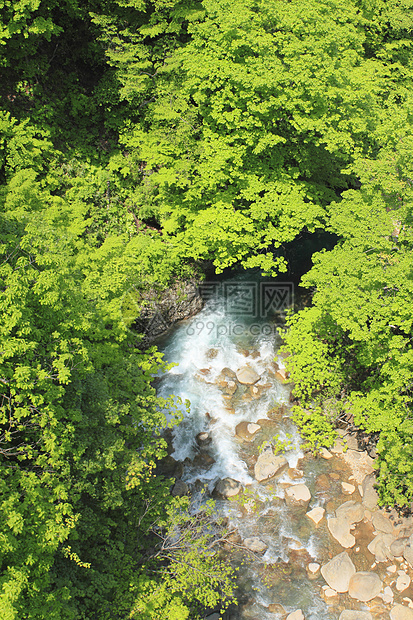 绿绿新河溪流木头树木瀑布绿色图片