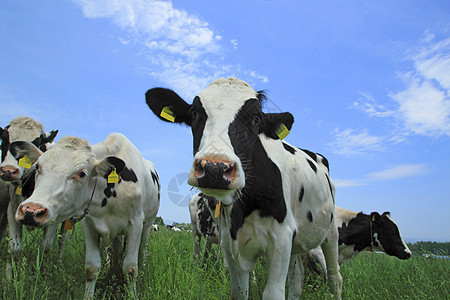 野中牛牛场地动物天空白色奶牛农村黑色蓝色牛肉乡村背景图片