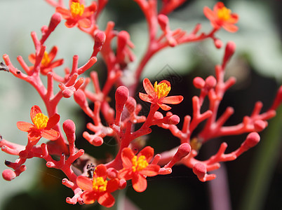 人生花花背景图片