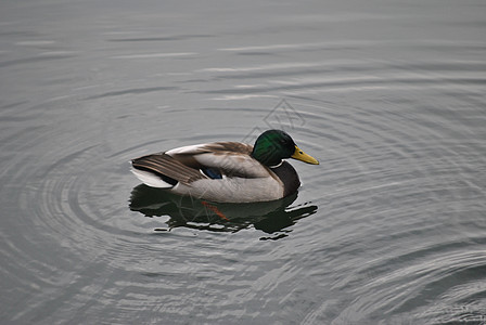 单独鸭反射湿地野生动物水禽小鸭子游泳男性飞行水坑荒野图片
