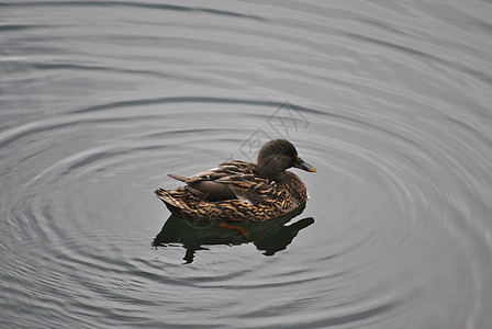 单独鸭公园水禽池塘小鸭子湿地反射动物荒野野生动物鸟类图片