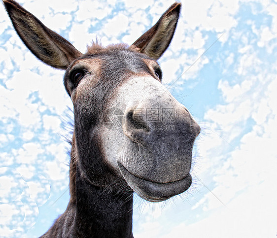 有趣的驴子微笑动物幸福农场嘶嘶哺乳动物农业头发哭泣鼻子图片