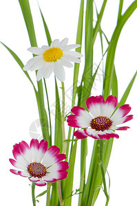 美丽的粉红花和绿草花束礼物植物群花瓣花园明信片雏菊植物温泉紫色背景图片