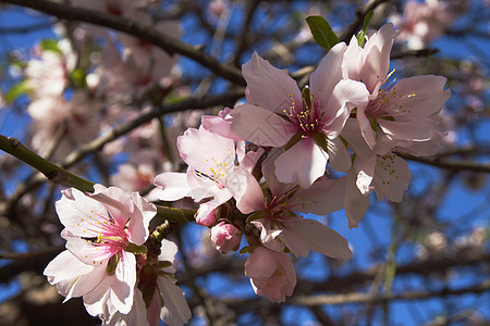 杏露花植物群水果季节农业花园粉色农村季节性花瓣天空图片